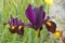 Red Ember Dutch Iris - Multiply Rapidly - 8/+ cm Bulbs - 10 Bulbs